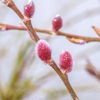 Rosa Riesen-Salweide (Salix gracilistyla)  ‘Mount Aso’