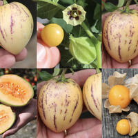 Selbstversorgerset Gemsebeet 'Fruchtiges Hochbeet'