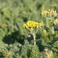 Teppich-Schafgarbe