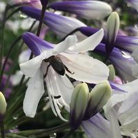 Agapanthus 'Fireworks'