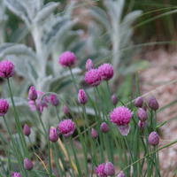 Schnittlauch (Allium schoeonoprasum) ‘Forescate’