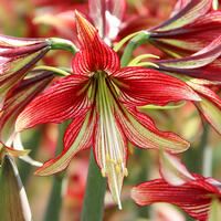 Amaryllis