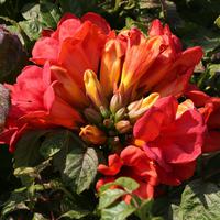 Trompetenblume
