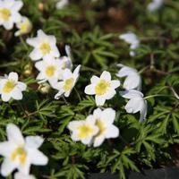 Anemone nemorosa