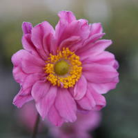 Anemone x japonica 'Pamina'