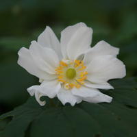 Anemone x japonica 'Wirbelwind'