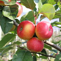 Paradis Der verbotene Apfel