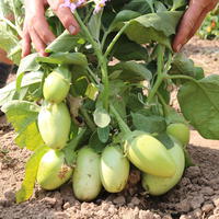 Aubergine 'Applegreen'