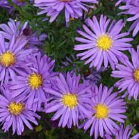 Aster dumosus 'Blaue Lagune'