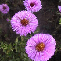 Aster novi-belgii 'Patricia Ballard'