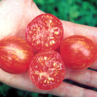 Balkontomaten