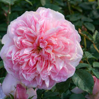 ‘Dame de Chenonceau’