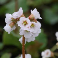 Bergenia cordifolia 'Silberlicht'