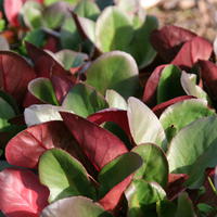 Bergenia cordifolia 'Eroica'
