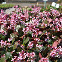 Bergenia cordifolia 'Rosa Zeiten'
