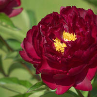 Paeonia x lactiflora 'Black Star'