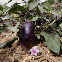 Aubergine 'Benarys Blauknigin'