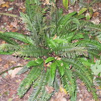 Rippen-Farn (Blechnum spicant)