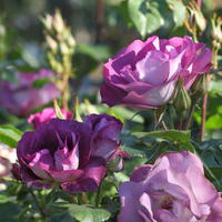 Rose 'Blue for you'