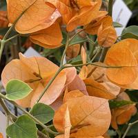 Bougainvillea 'California Sunset'