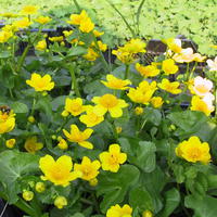 Sumpfdotterblume - Caltha