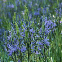 Prrielilien - Camassia