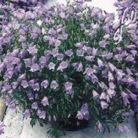 Niedliche- Garten-Glockenblume 'Blue Baby'