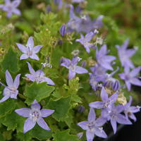 Stern-Polster-Glockenblume