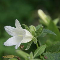 Glockenblume 'Mevrouw van Vollenhoven'