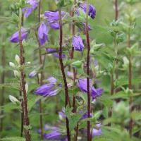 Nessel-Glockenblume