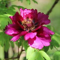 Pfingstrose (Paeonia x suffruticosa) 'Cang Zhi Hong'