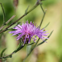 Wiesenflockenblume