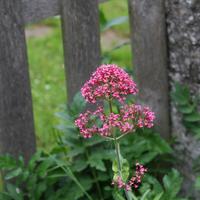 Spornblume