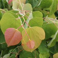 Kanadischer Judasbaum (Cercis canadensis) 'The Rising Sun’
