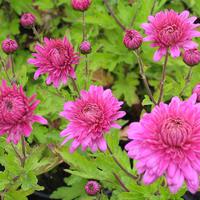 Winteraster - Chrysanthemum
