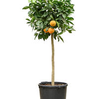 Citrus aurantium 'Corrugato'