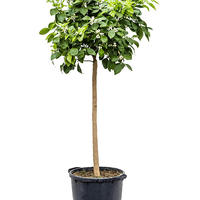 Citrus sinensis 'Orange'