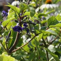 Clematis heracleifolia 'Cassandra'