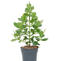 Balsamapfel