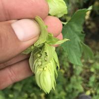 Hopfenpflanze(Humulus lupulus) 'Comet’