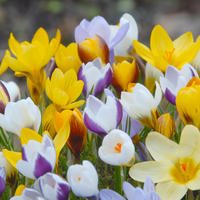 Krokus Mischungen