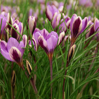 Botanische Krokusse