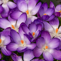 Elfenkrokusse