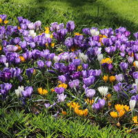 Blumenzwiebel-Mischungen