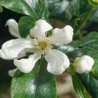 Switrus Grapefruit 'Trifeola'