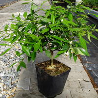 Switrus Zitrone 'Ukraina'