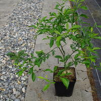 Switrus Zitrone 'Kovac'