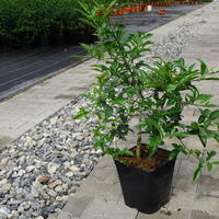 Switrus Orange 'Troichang'