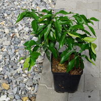 Switrus Satsuma-Mandarine 'Ichangponsuma'