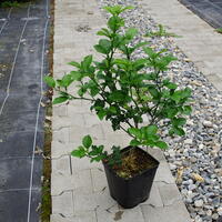 Switrus Orange 'Morton'
